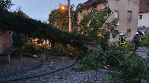 Die umgestürzte Linde