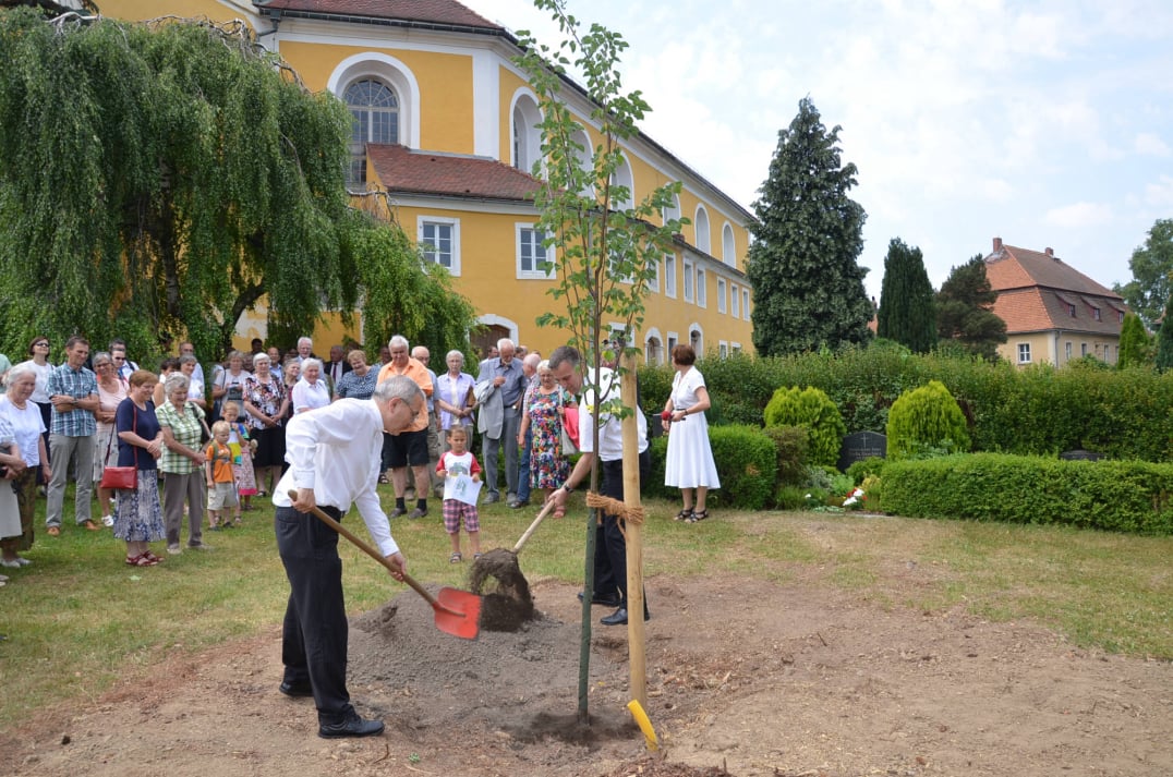 Baumpflanzung (Lutherlinde 2017)